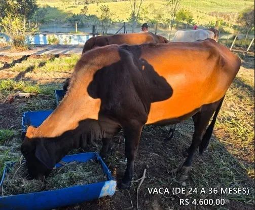VACA MANSA 24-36 MESES