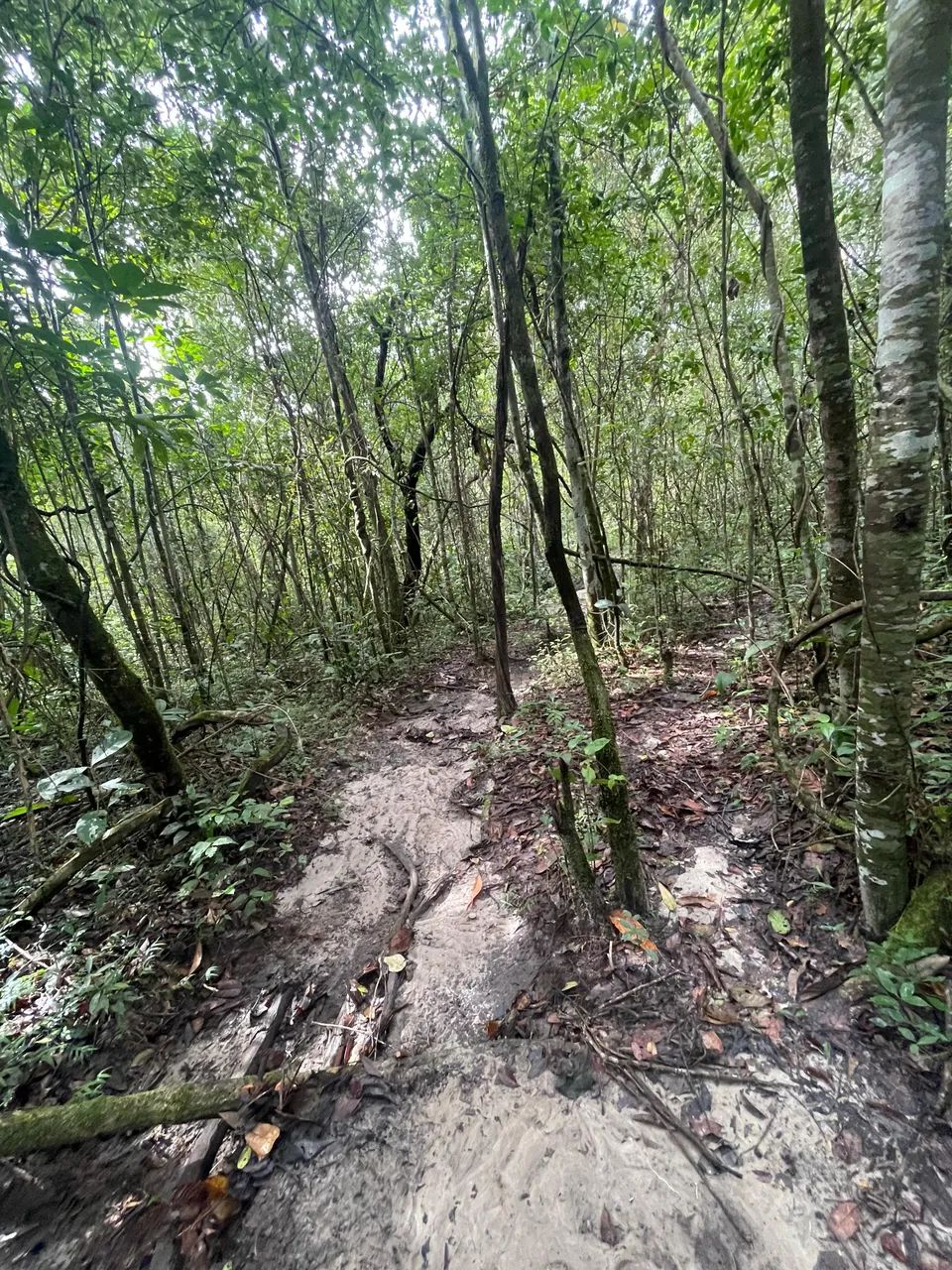 Chácara - Sitio Tropical - Foto 4