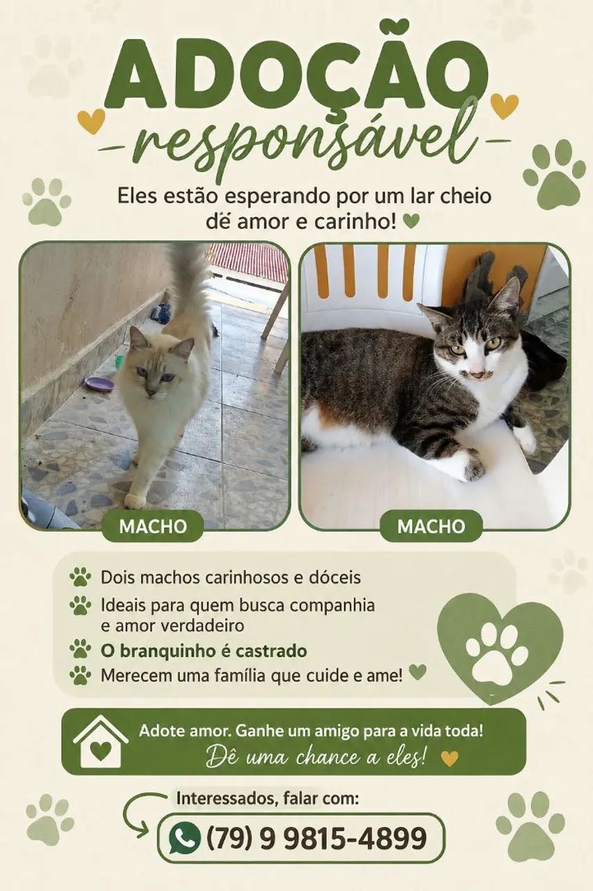 Doação gatos