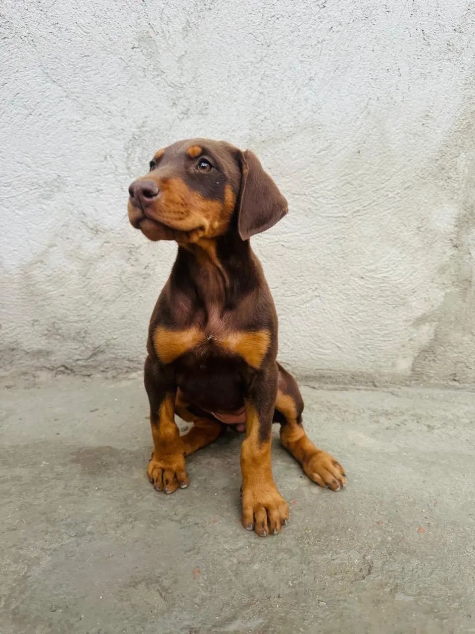 Filhote de doberman - Foto 3