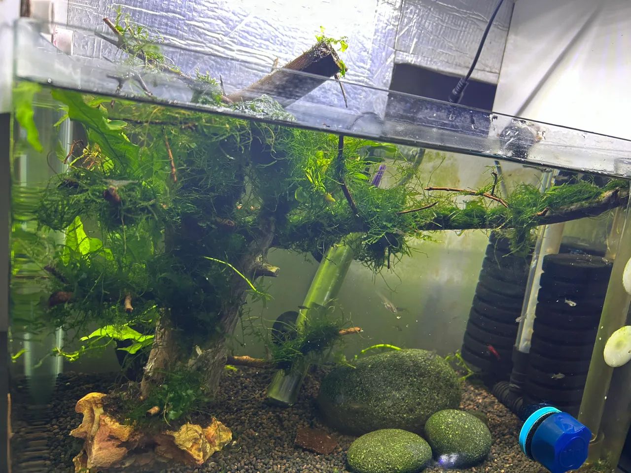 ? VENDO BONSAI DE MUSGO DE JAVA + ROUND PELIA ? - Foto 4