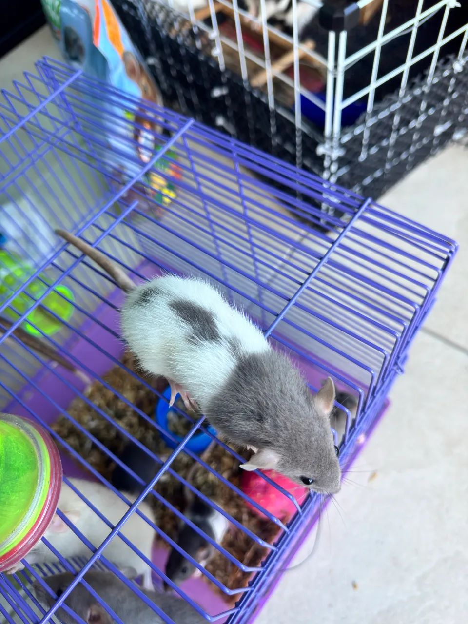 Ratos Twister - Foto 4