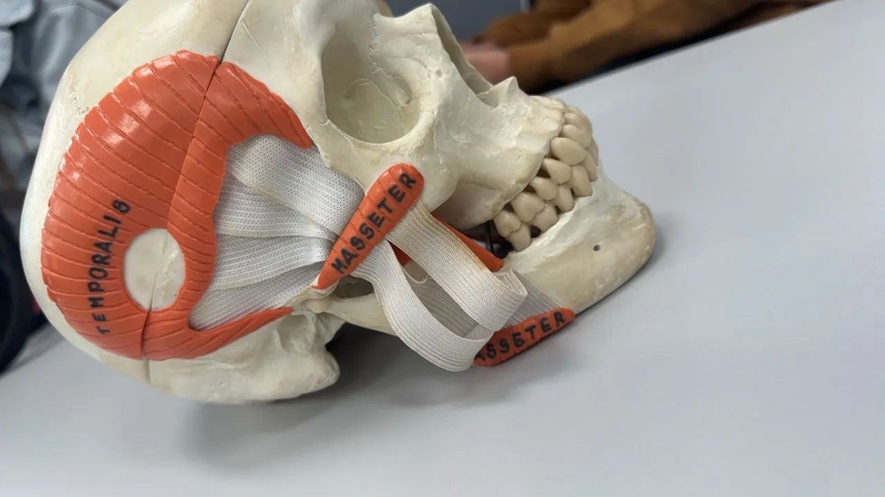 Modelo anatômico 
