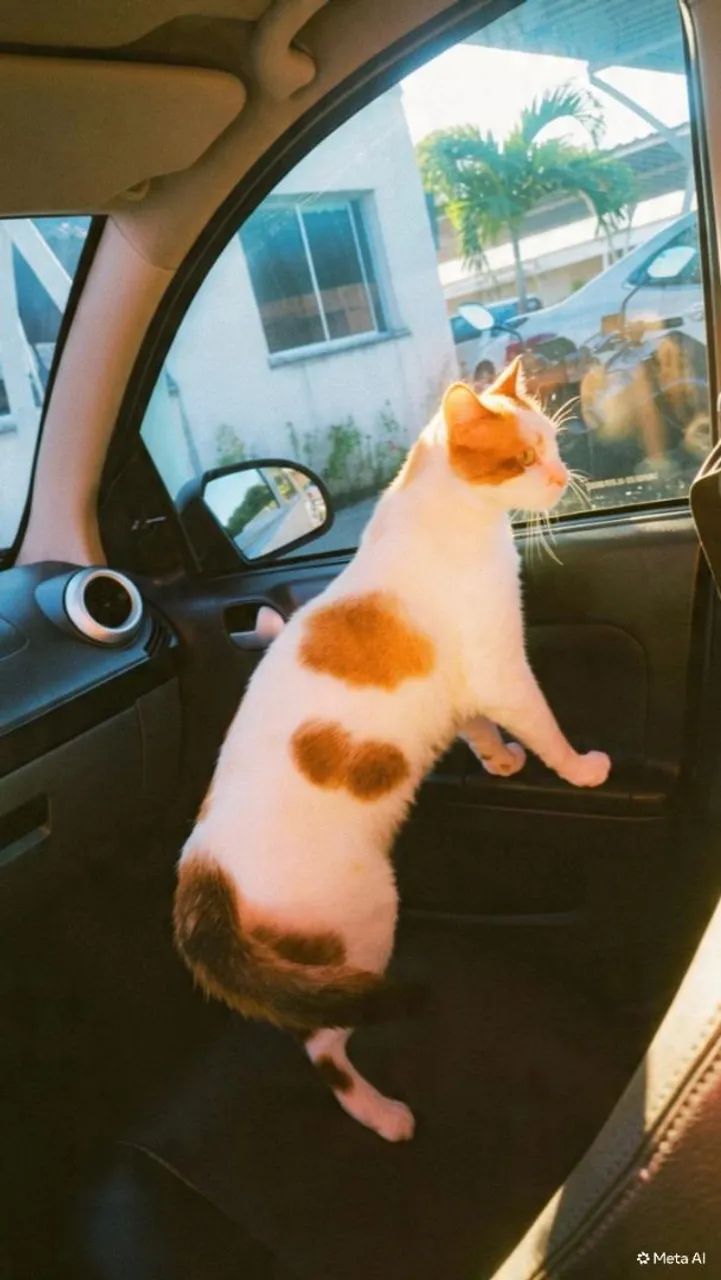 Linda gata para adoção - Foto 2