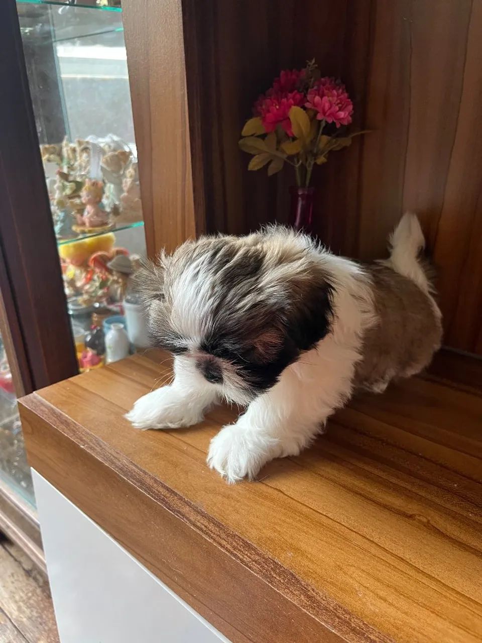 Vendo Shitzu Macho - Foto 4