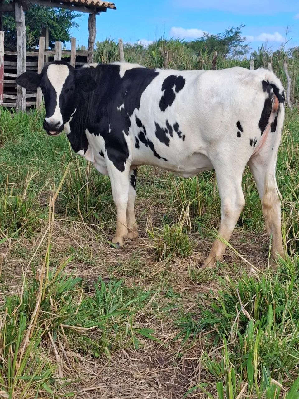 Novilha 
