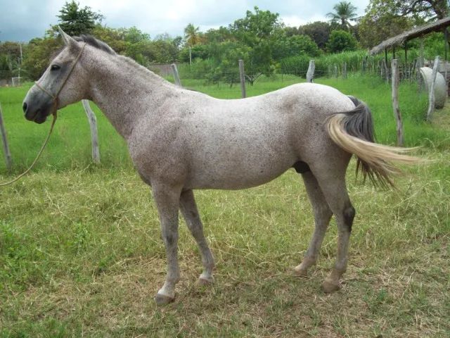 Cavalo Bonito