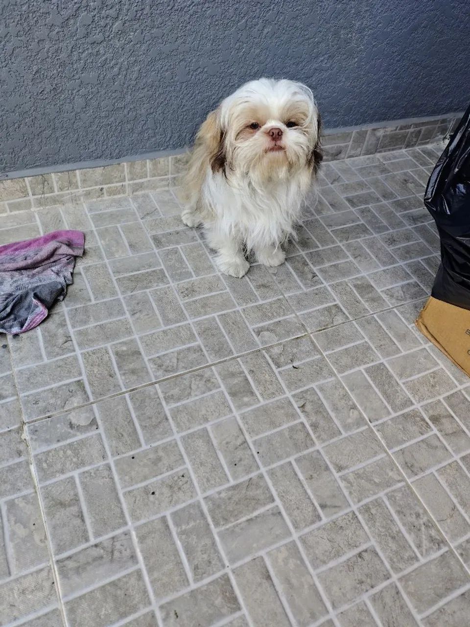 Vendo shih tzu vermificado - Foto 3