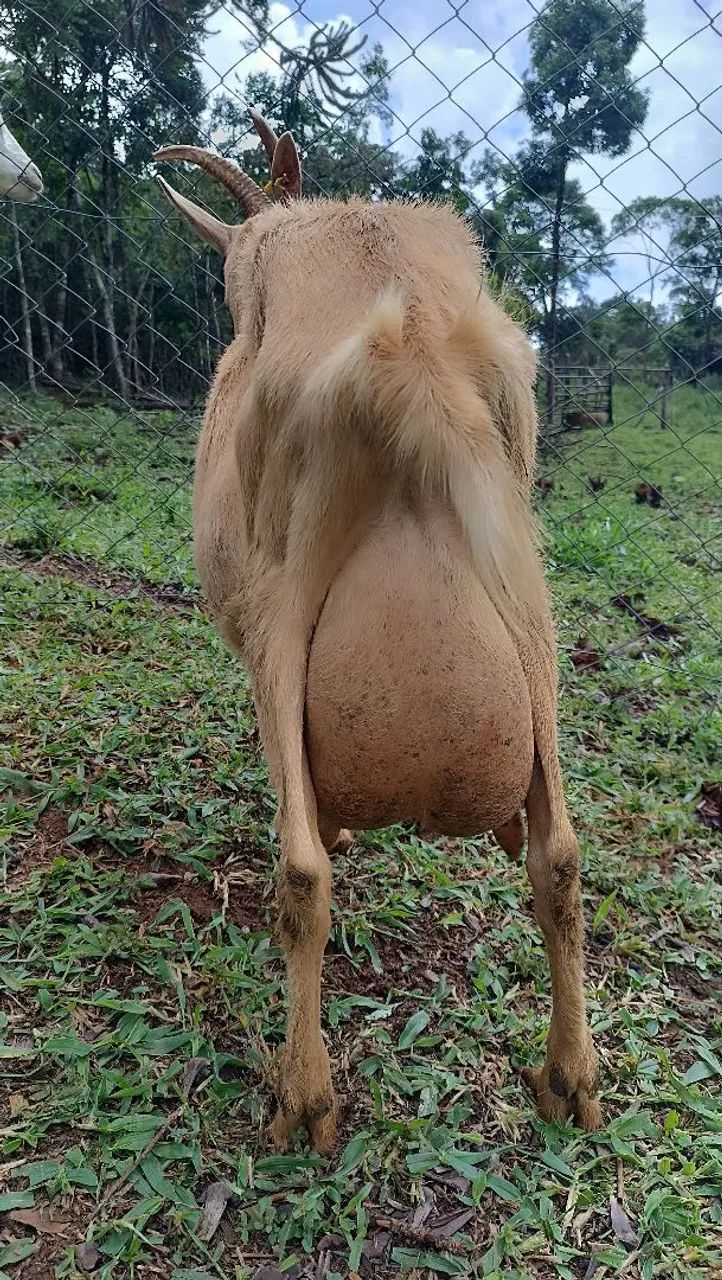 Cabra Mestiça 