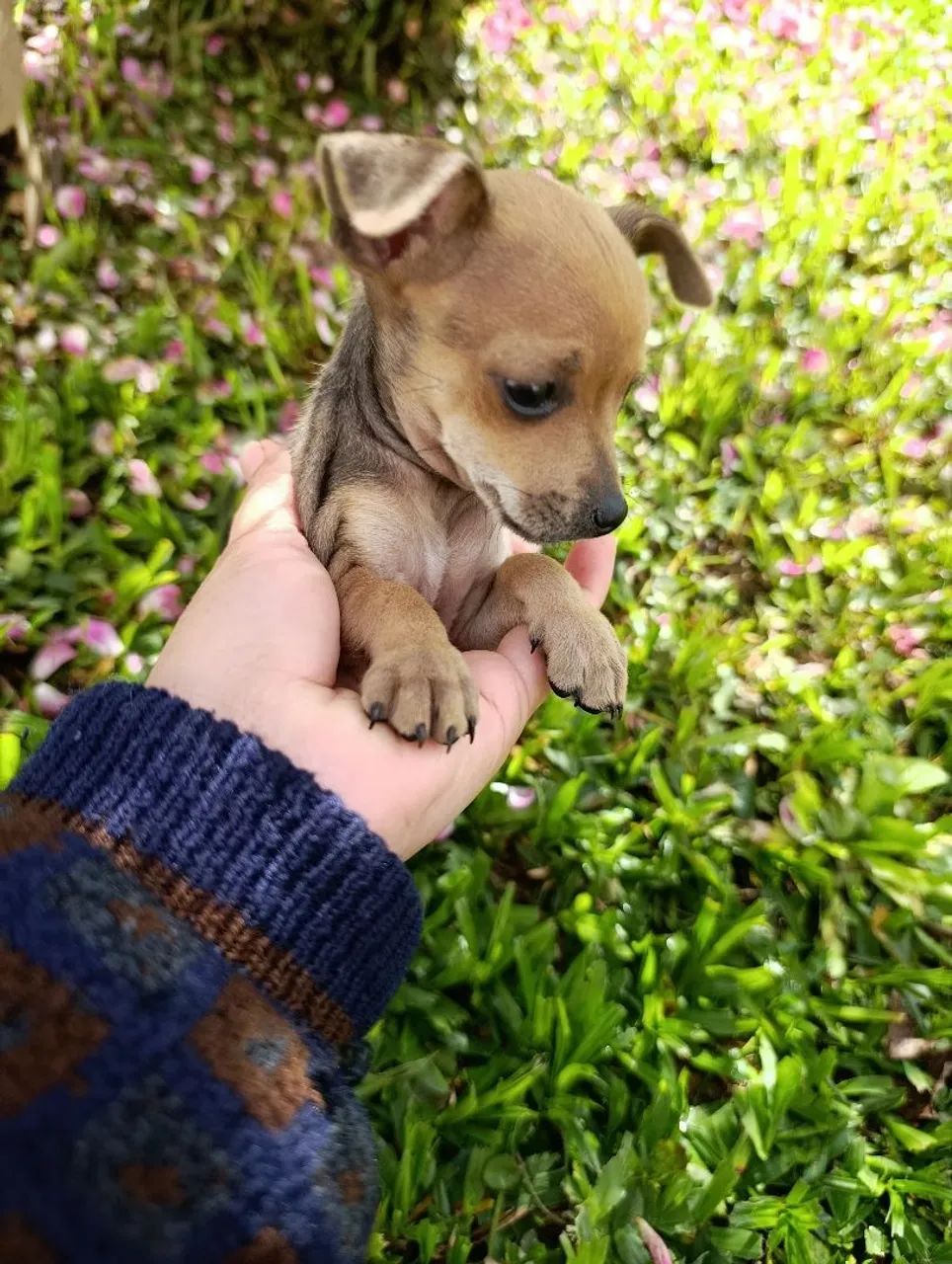 Pinscher 0  - Foto 3