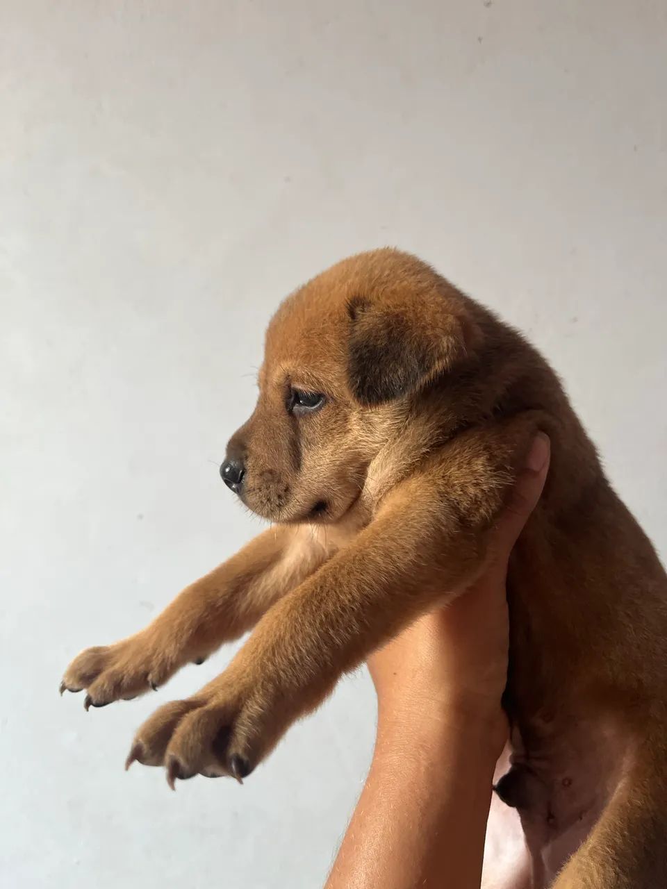 Chow-chow 100,00