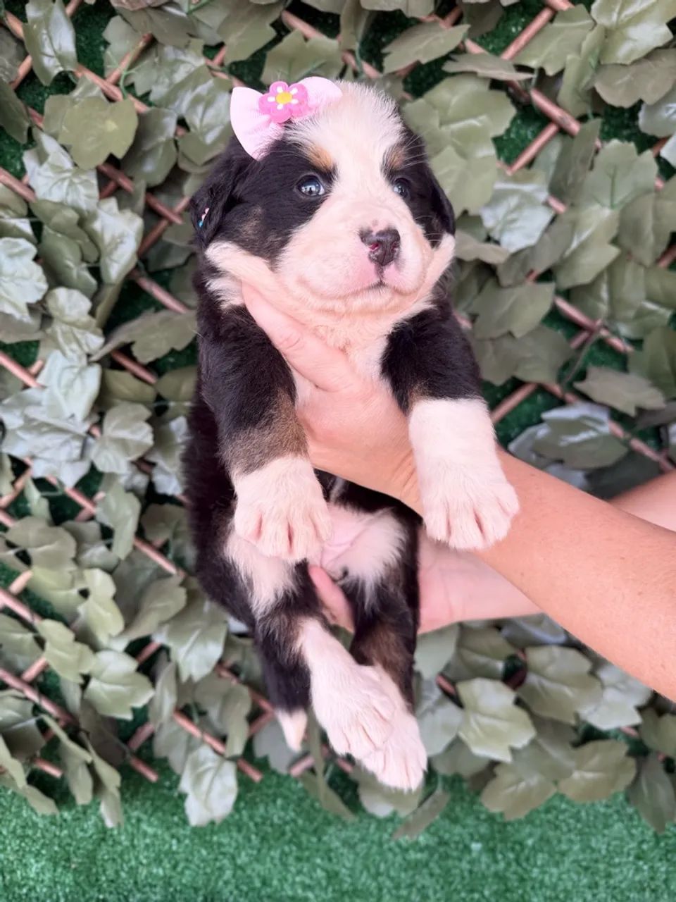 Bernese  - Foto 3
