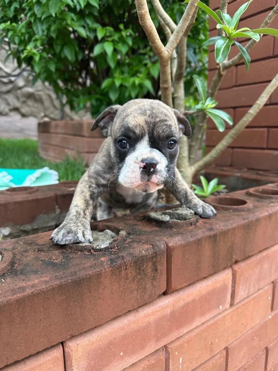 Bulldogue campeiro  - Foto 2
