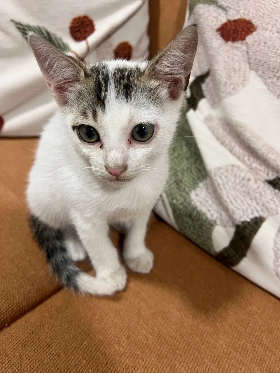 Doação de gato - Foto 3