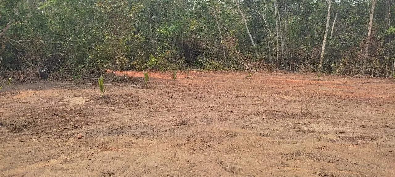 Terreno / Chácara / Sítio  - Foto 4