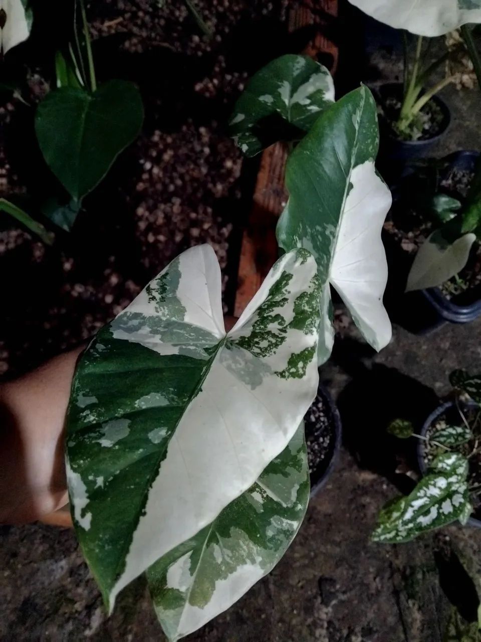 Alocasia Macrorrhiza Variegata (mudas) - Foto 2