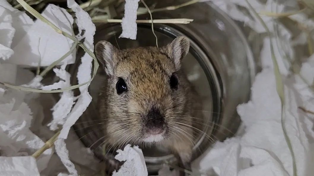 Dupla de Gerbil Macho Mansos - Foto 4