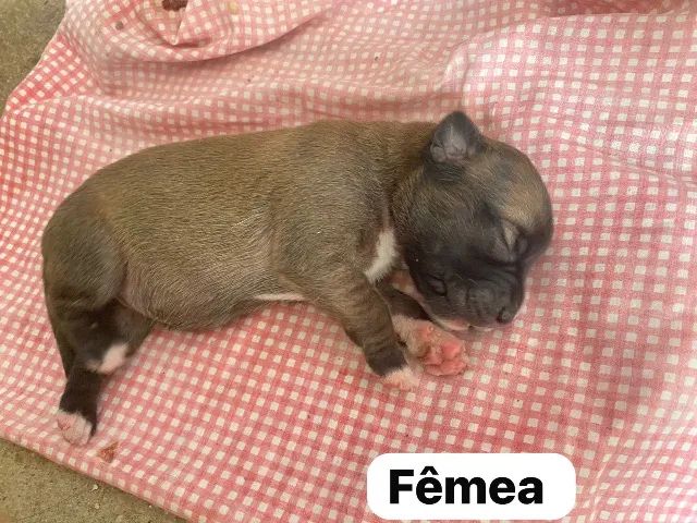 Doação responsável pai pitbull fêmeas  - Foto 2