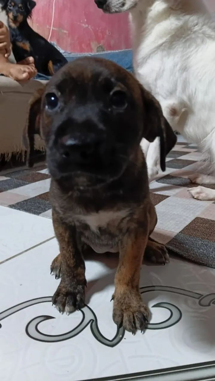 Doação de cachorro