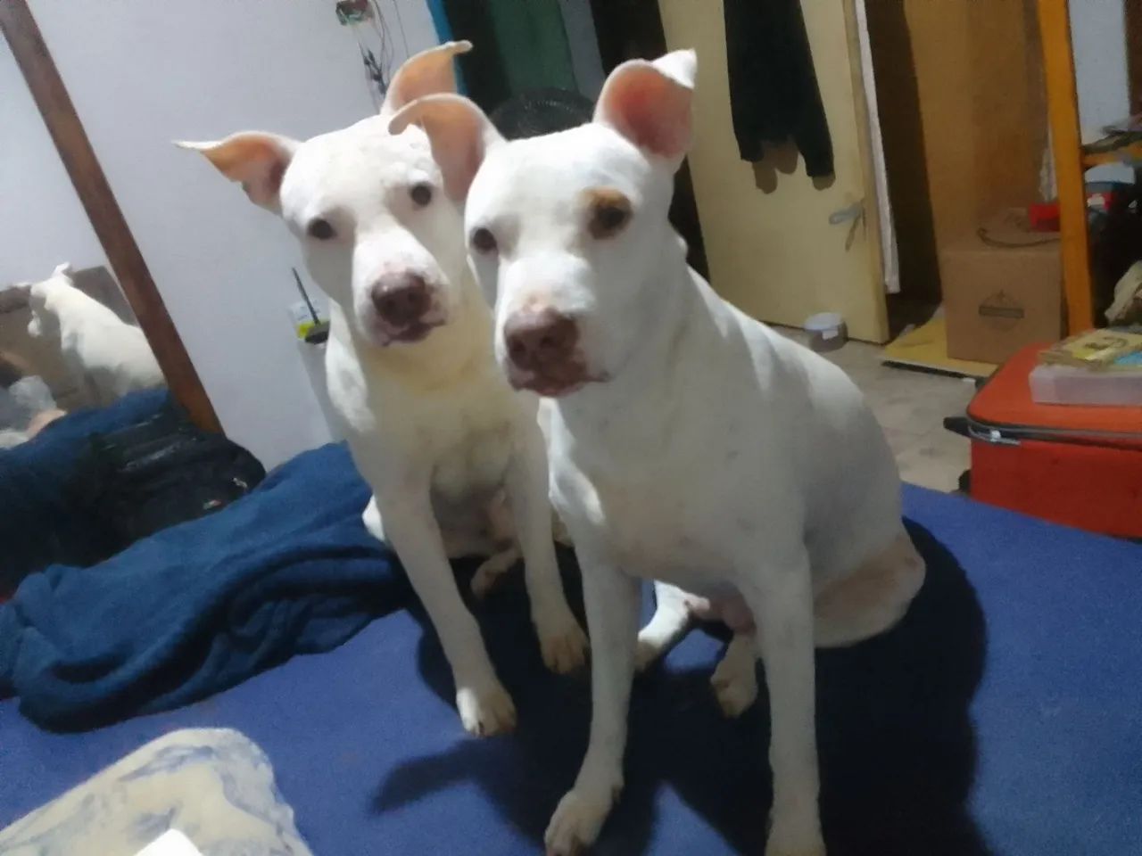 Doa se - Foto 2