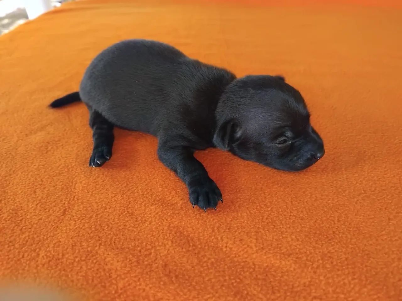 PINSCHER  - Foto 4