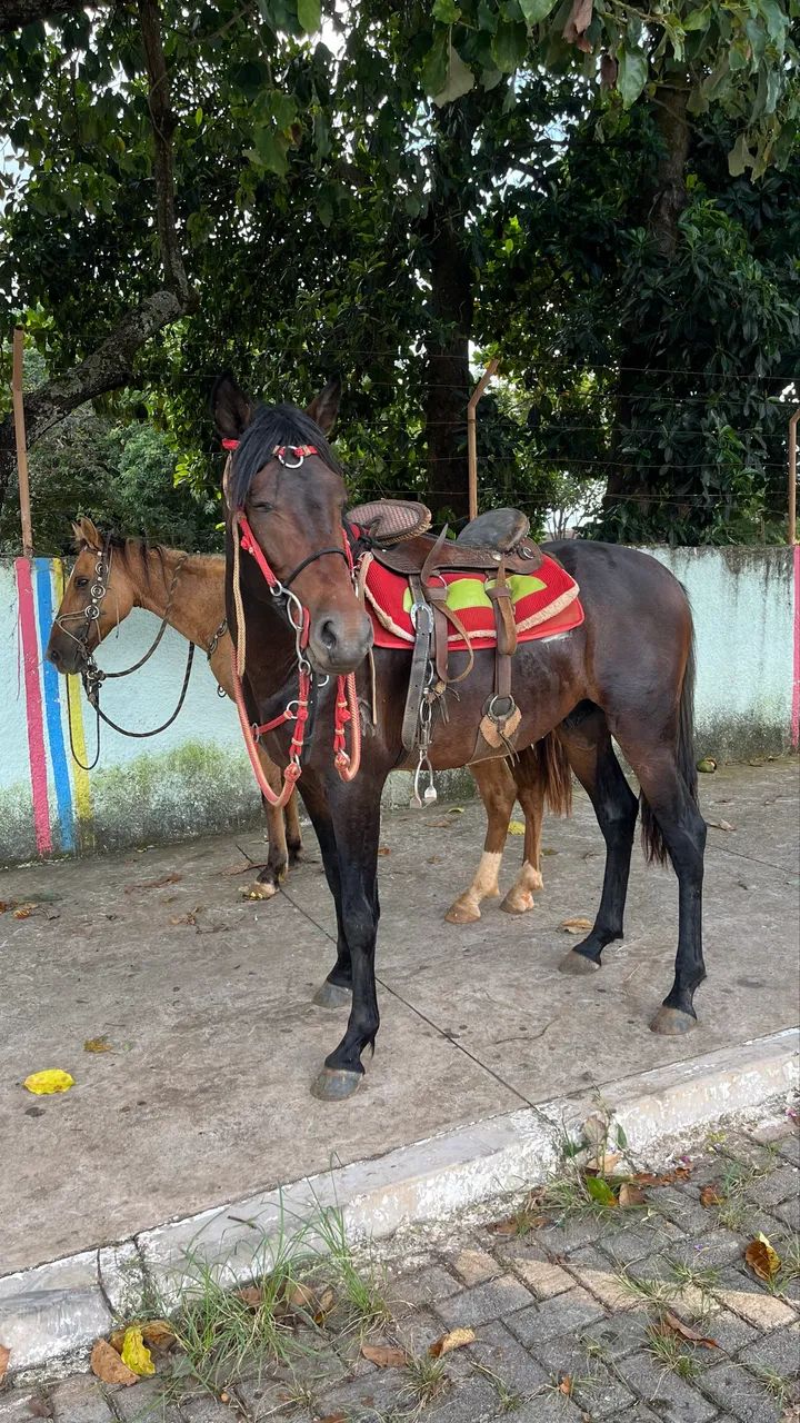 Cavalo  - Foto 3