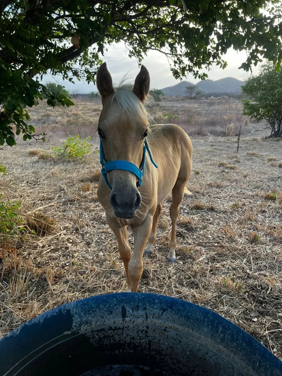 Potra PO a venda - Foto 3