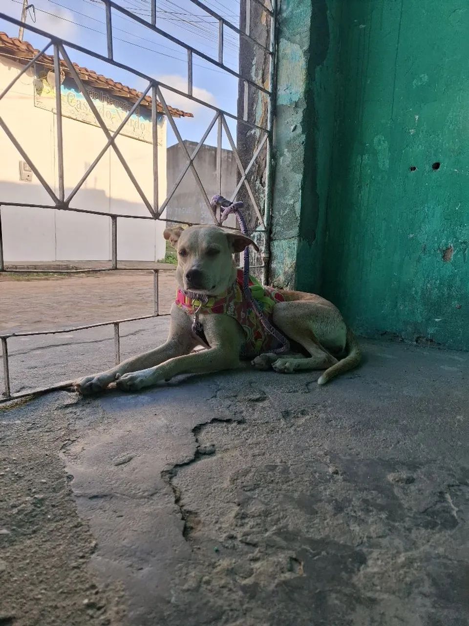 Doação de cachorrinha