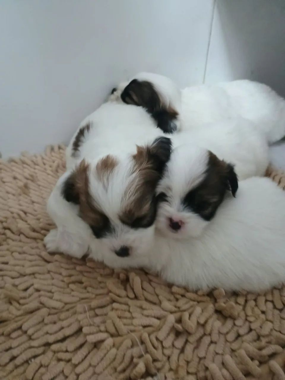 Cachorro Lhasa apsu  - Foto 4