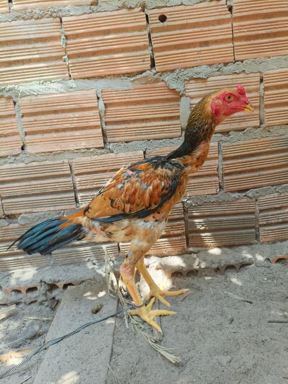 Galinhas e Galos de Raça. - Foto 5