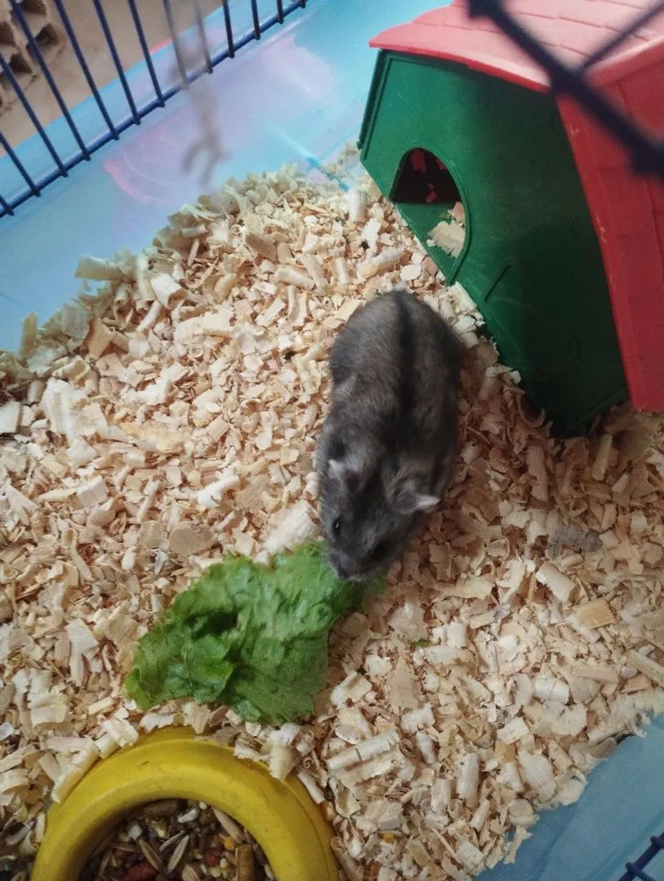 Vendo filhotes de hamister anão russo - Foto 2