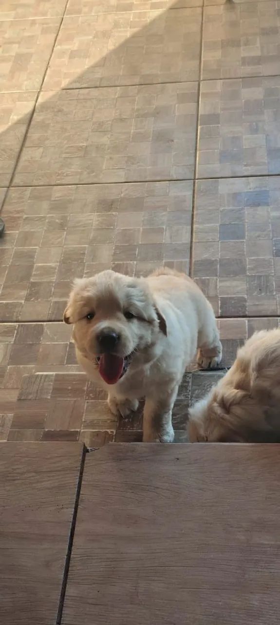 Filhotes de Golden Retriever  - Foto 2