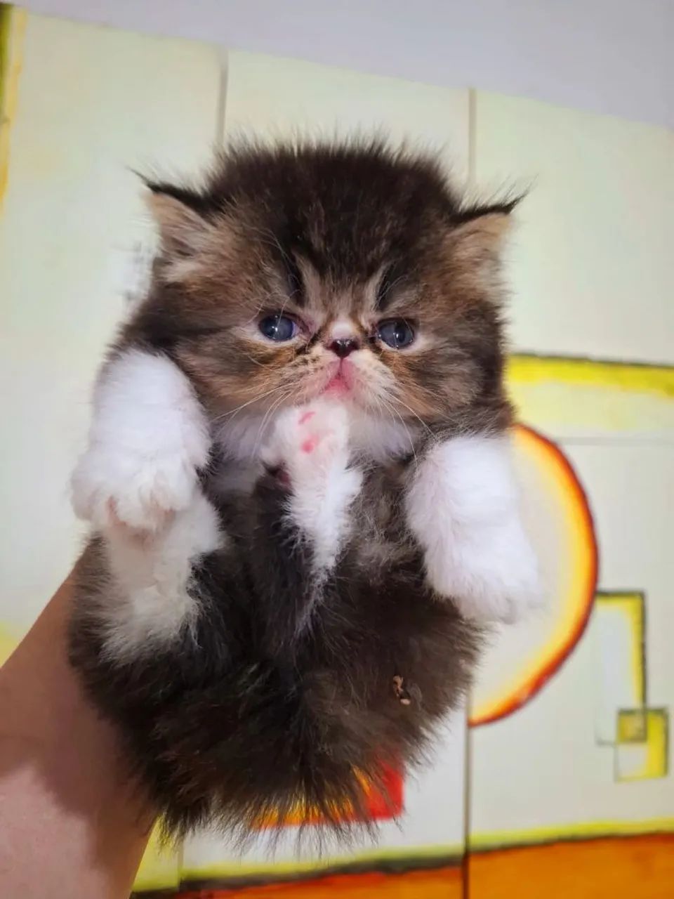 Filhote de gato persa