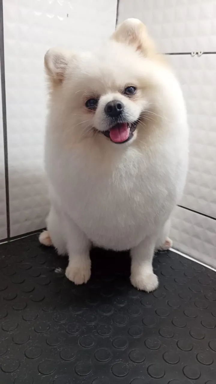 Spitz alemão 