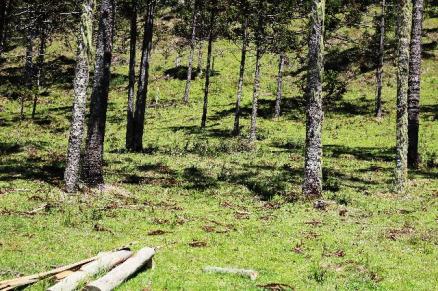 Urubici Sitio com 4 hectares frente para o Rio - Foto 8
