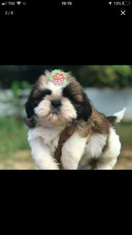 Shih tzu fêmea a pronta entrega!!
