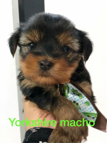 Yorkshire Terrier macho