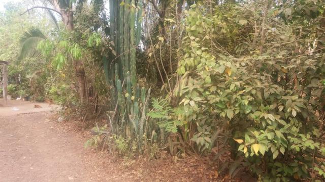 Chacara - Foto 15