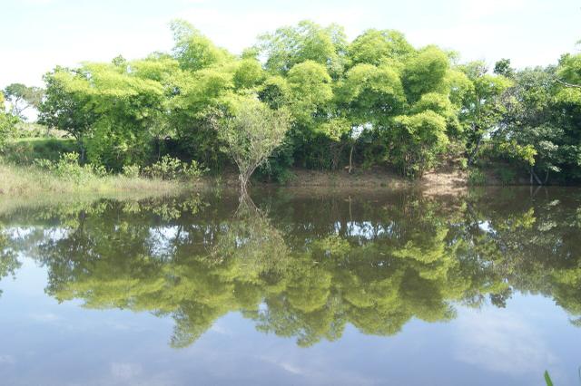 Fazenda 70 hectares á venda á 16km de Cuiabá - Foto 20