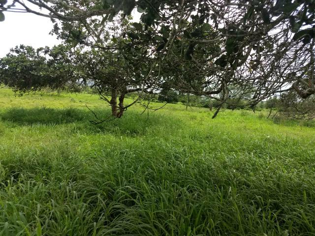 Fazenda em Ribeira do Pombal - Foto 19