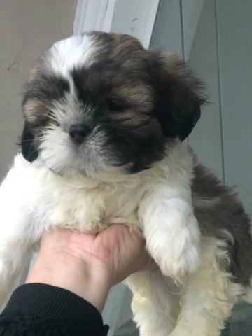 Shihtzu macho