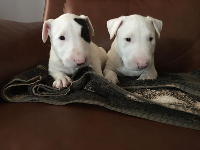 Bull Terrier Inglês pirata/fulvo/tricolor/white e black brindle, machos e fêmeas!