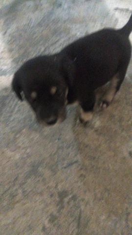 Adoção em Caruaru - Foto 3
