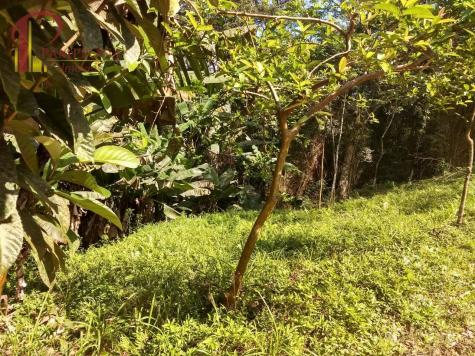 Sítio à venda em Ribeirão souto, Pomerode cod:1875 - Foto 19