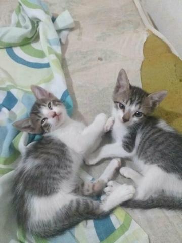 Gatos para adoção - Foto 2