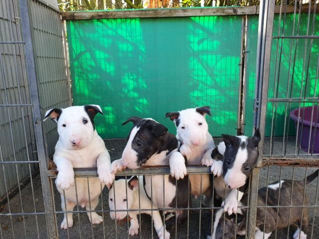Bull Terrier Inglês pirata/fulvo/tricolor/white e black brindle, machos e fêmeas! - Foto 2