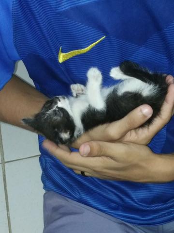 Gato macho 1 mês para adoção responsável - Foto 2