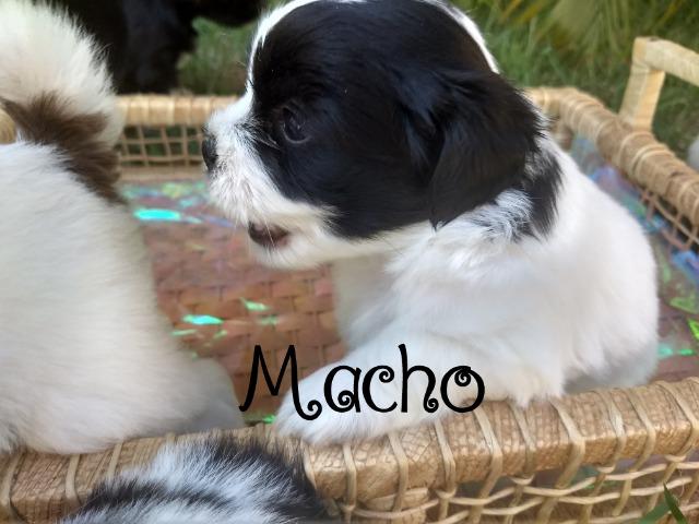 Filhotes de Lhasa Apso - Foto 2