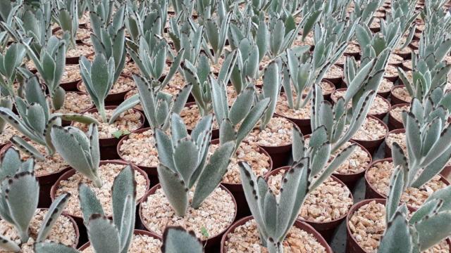 Suculentas e mini cactos - Foto 4