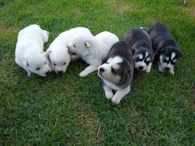 Husky Siberiano